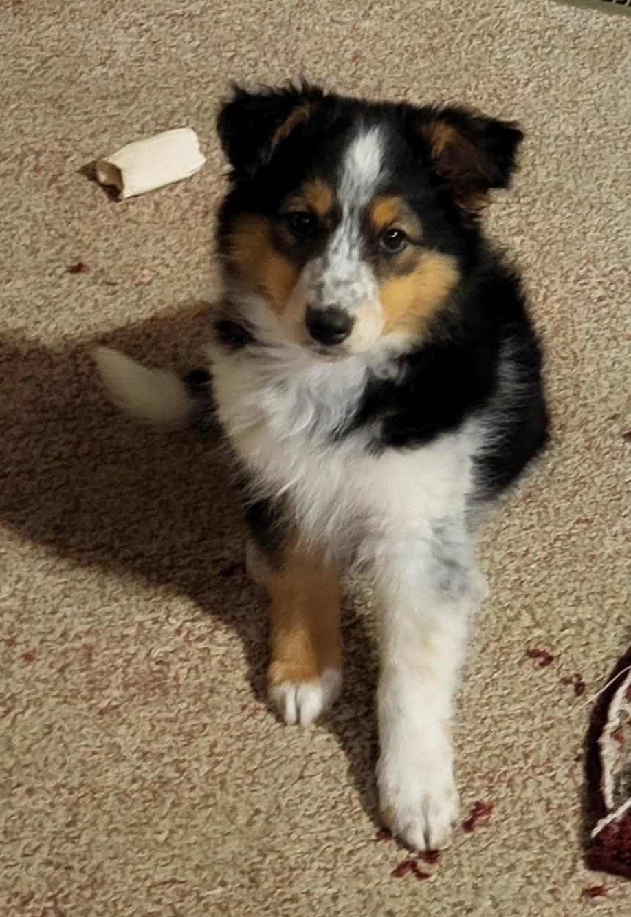 Enlarge **KAVA**, a Adopted Australian Shepherd in North Prairie, WI image 2/3