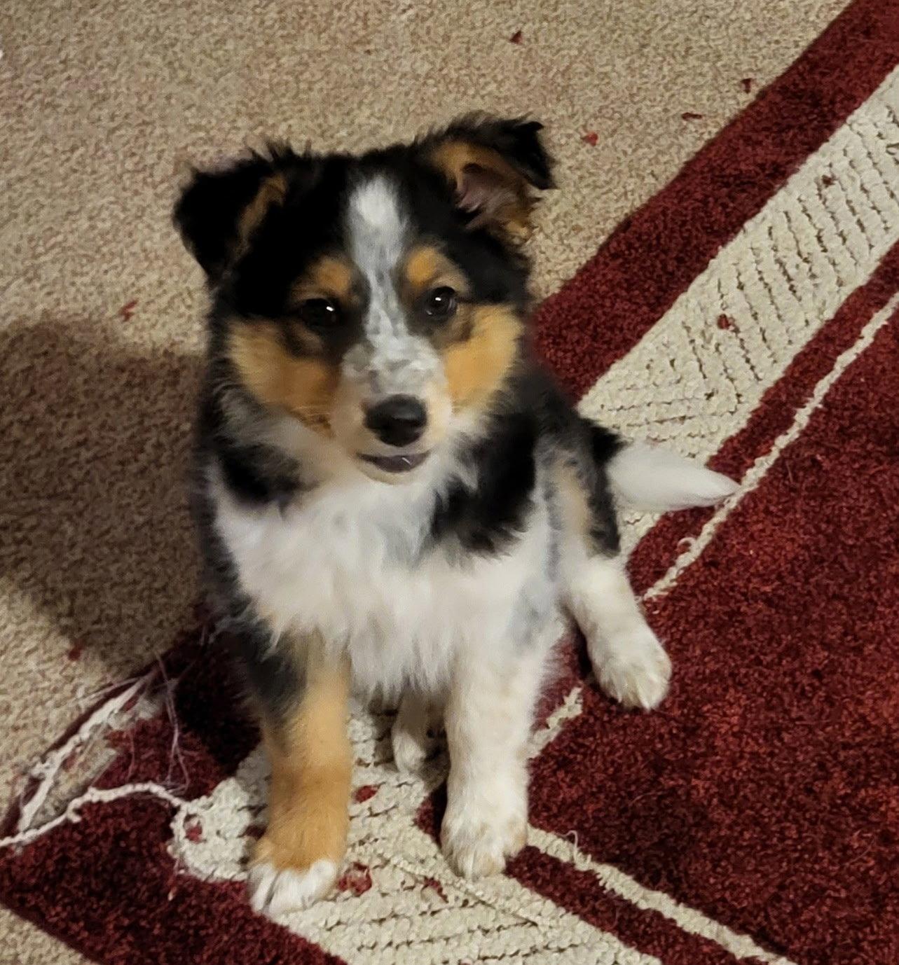 Enlarge **KAVA**, a Adopted Australian Shepherd in North Prairie, WI image 3/3