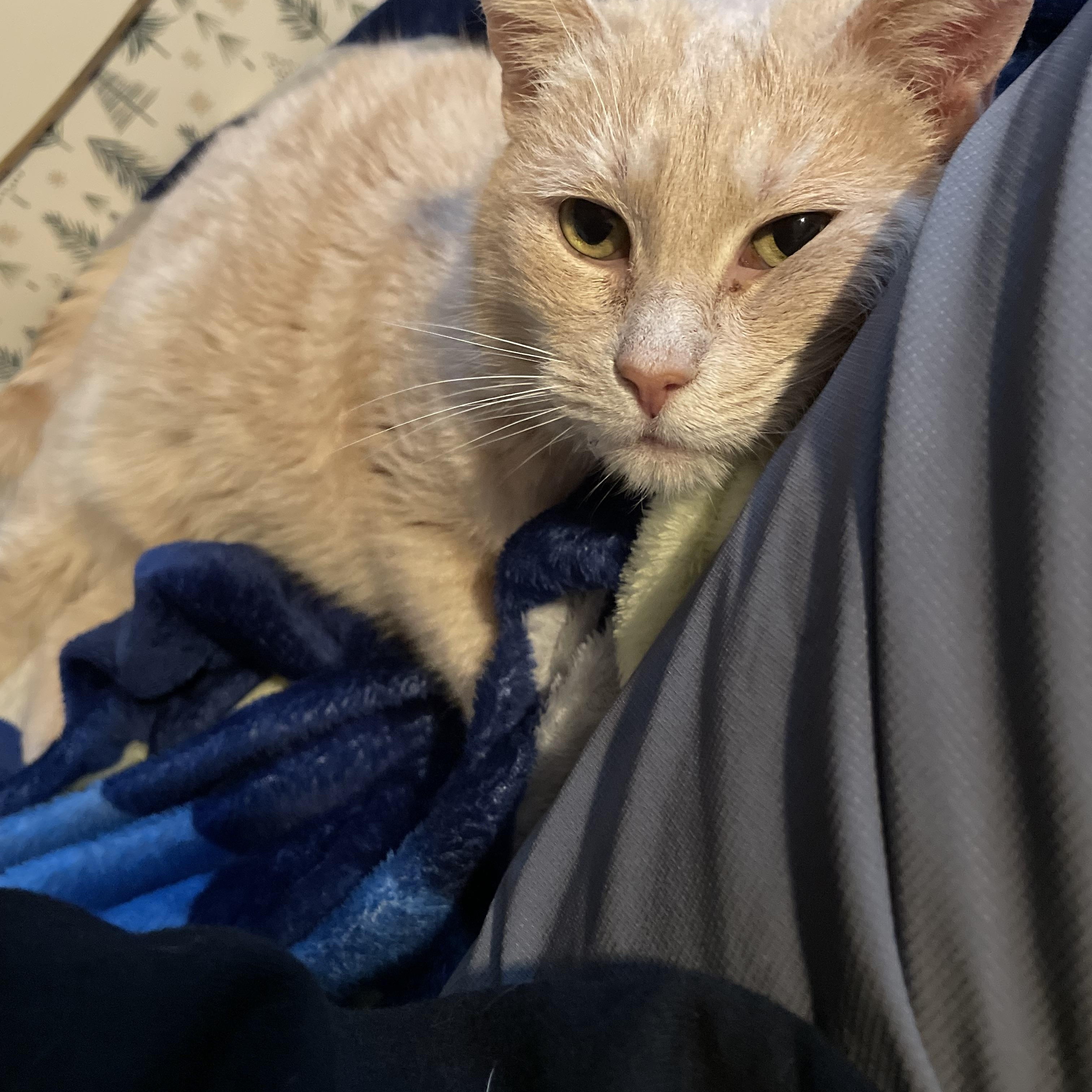 Enlarge Blondie, an adoptable mixed breed in River Forest, IL image 5/5