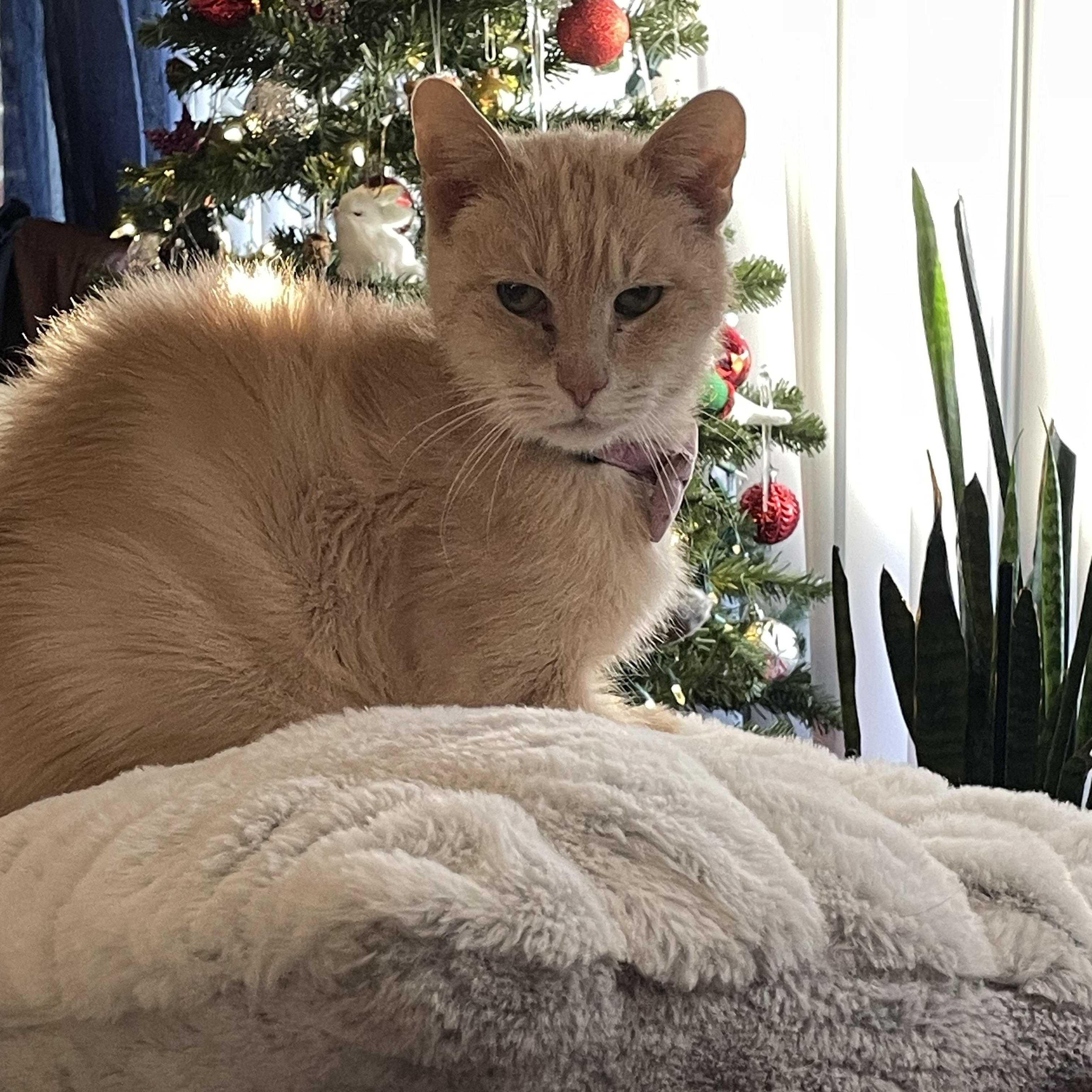 Blondie, adoptable, Adult Female Oriental Short Hair & Abyssinian.