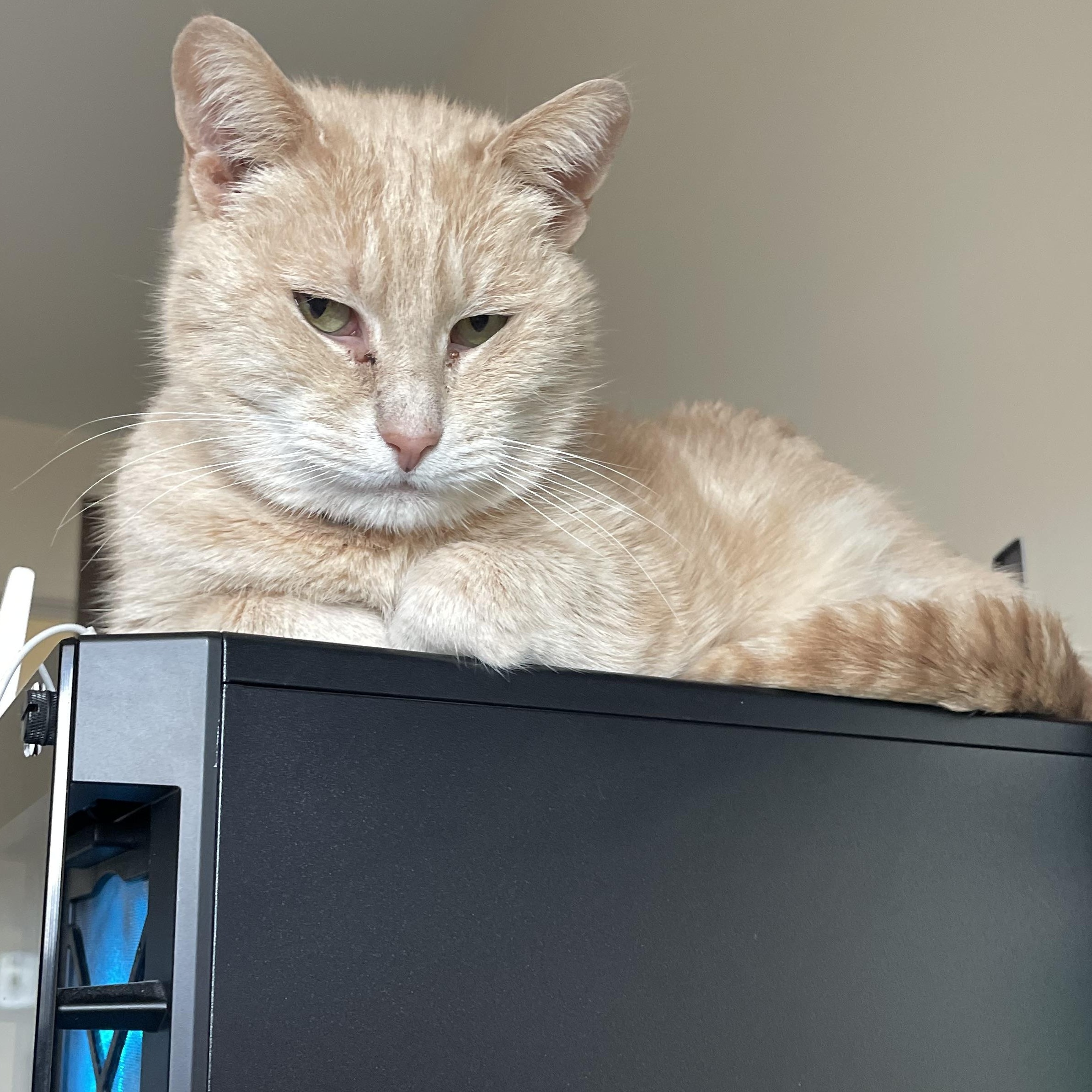 Enlarge Blondie, an adoptable mixed breed in River Forest, IL image 4/5