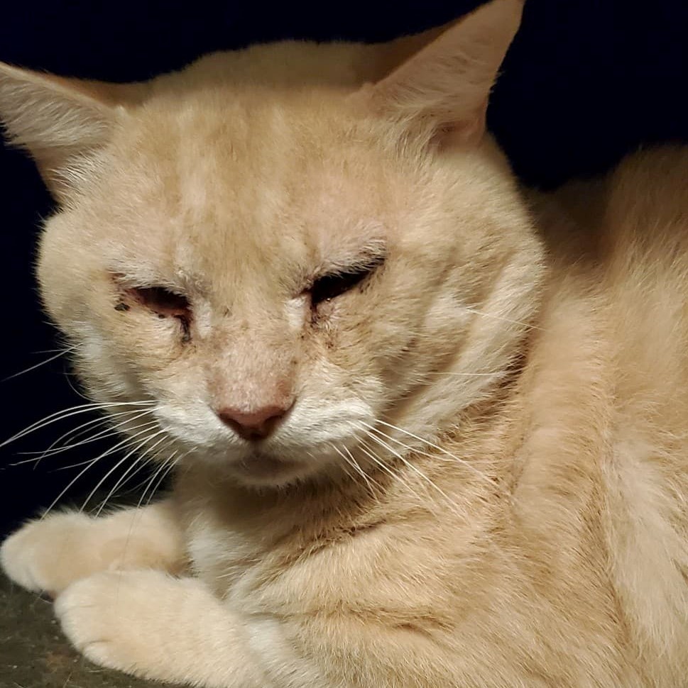 Casper, a Adoptable Domestic Short Hair in Spring, TX image 1/2