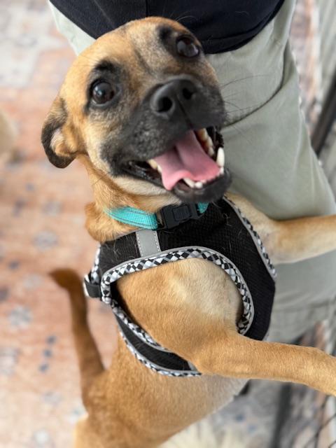 Lacey, Adoptable, Young Female Pug & Dachshund.