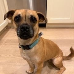 Enlarge Lacey, a Adoptable mixed breed in Redondo Beach, CA image 2/5