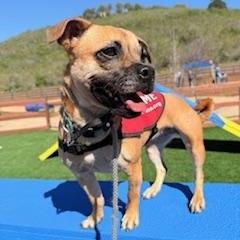 Enlarge Lacey, a Adoptable mixed breed in Redondo Beach, CA image 5/5