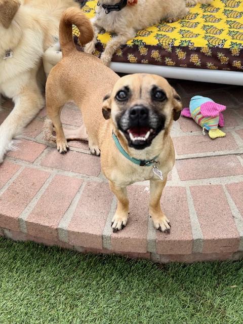 Enlarge Lacey, a Adoptable mixed breed in Redondo Beach, CA image 1/5