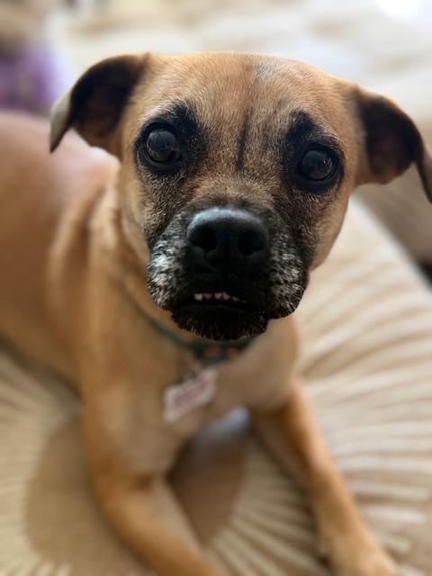 Enlarge Lacey, a Adoptable mixed breed in Redondo Beach, CA image 5/5