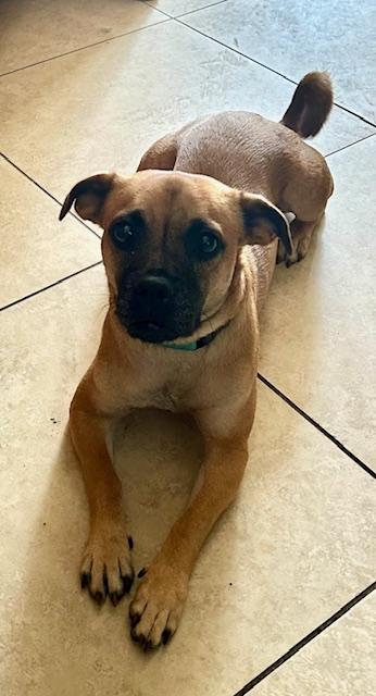 Enlarge Lacey, a Adoptable mixed breed in Redondo Beach, CA image 4/5