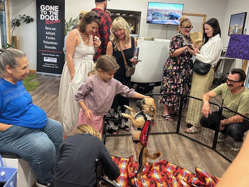 Enlarge Lacey, a Adoptable mixed breed in Redondo Beach, CA image 3/5