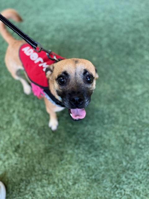 Enlarge Lacey, a Adoptable mixed breed in Redondo Beach, CA image 2/5