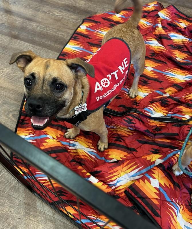 Enlarge Lacey, a Adoptable mixed breed in Redondo Beach, CA image 5/5