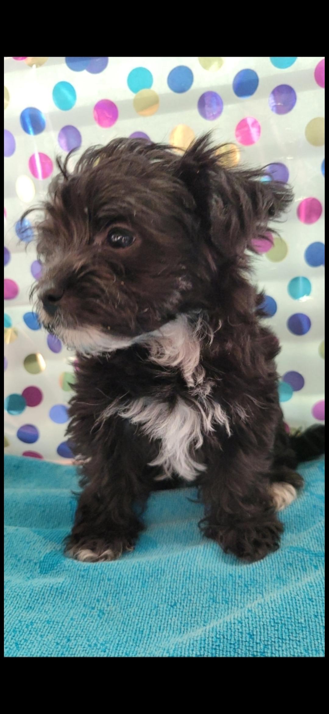Ike, a Adoptable Shih poo in Torrance, CA image 1/3