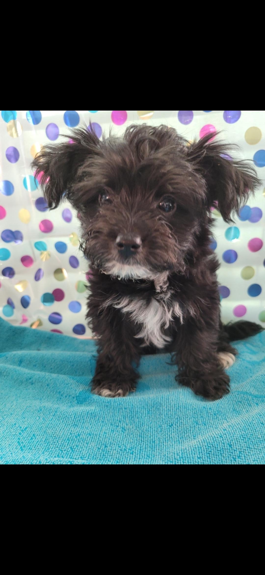 Ike, a Adoptable Shih poo in Torrance, CA image 2/3