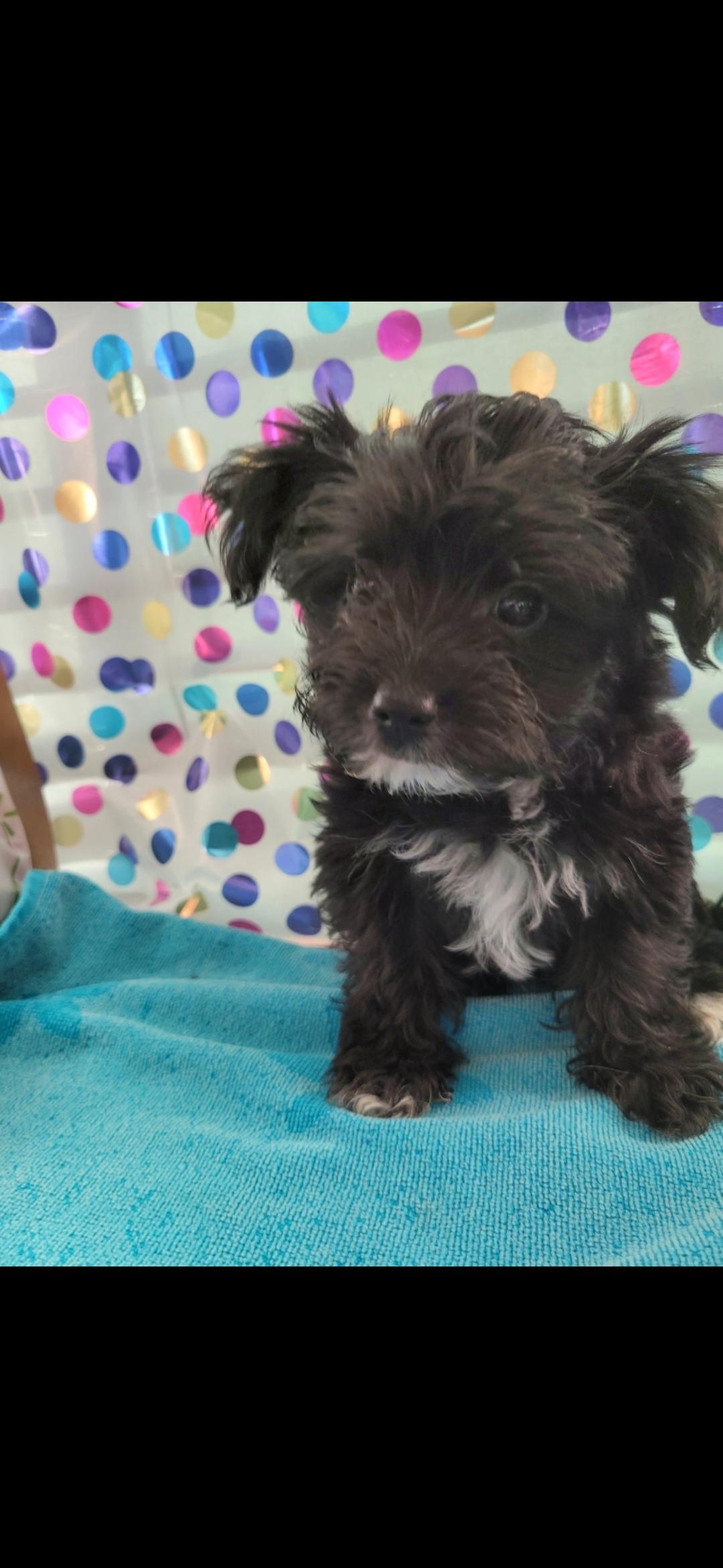 Ike, a Adoptable Shih poo in Torrance, CA image 3/3