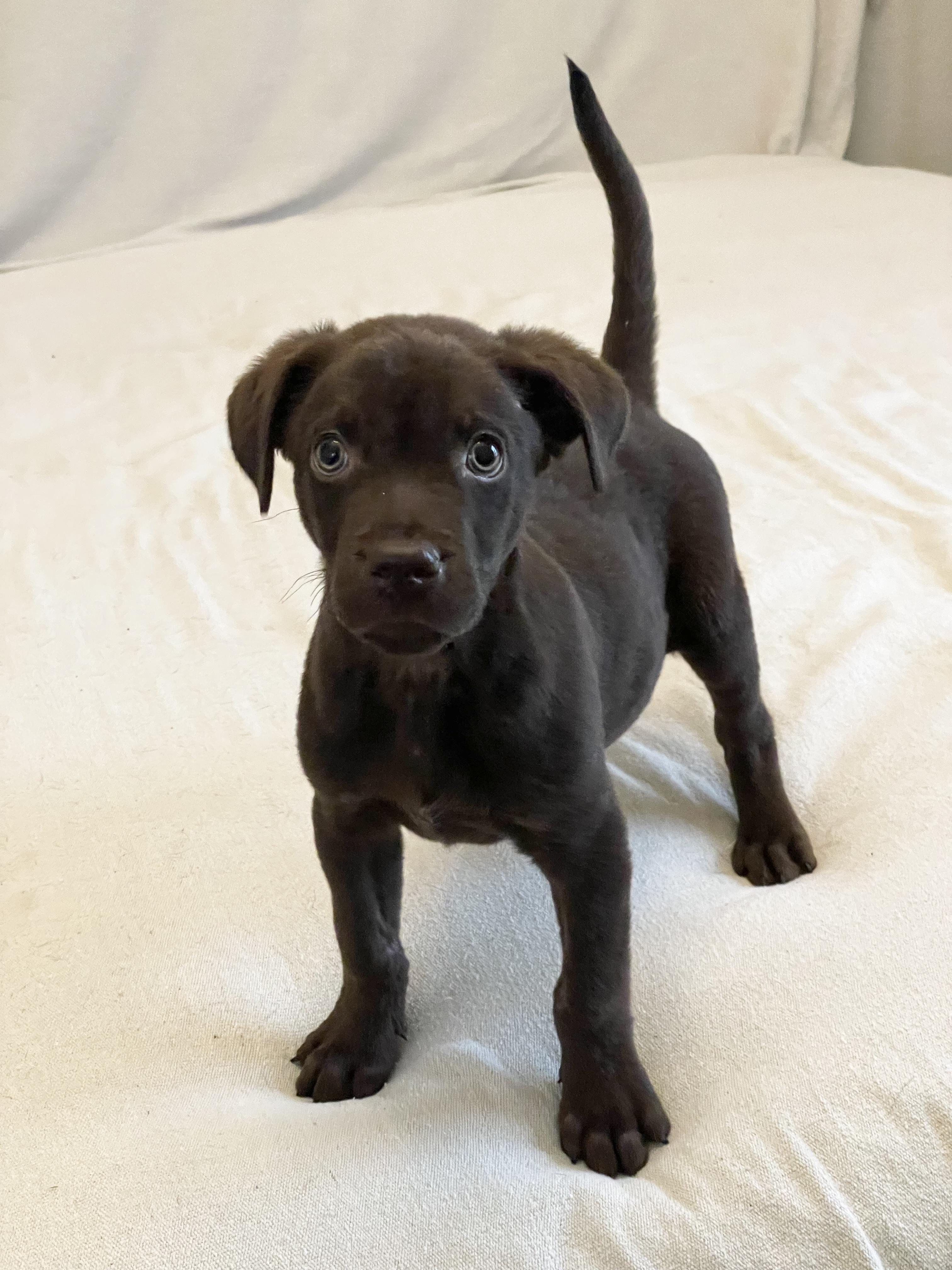 Enlarge Sweet Tate, a ADOPTABLE mixed breed in West Hartford , CT image 4/5