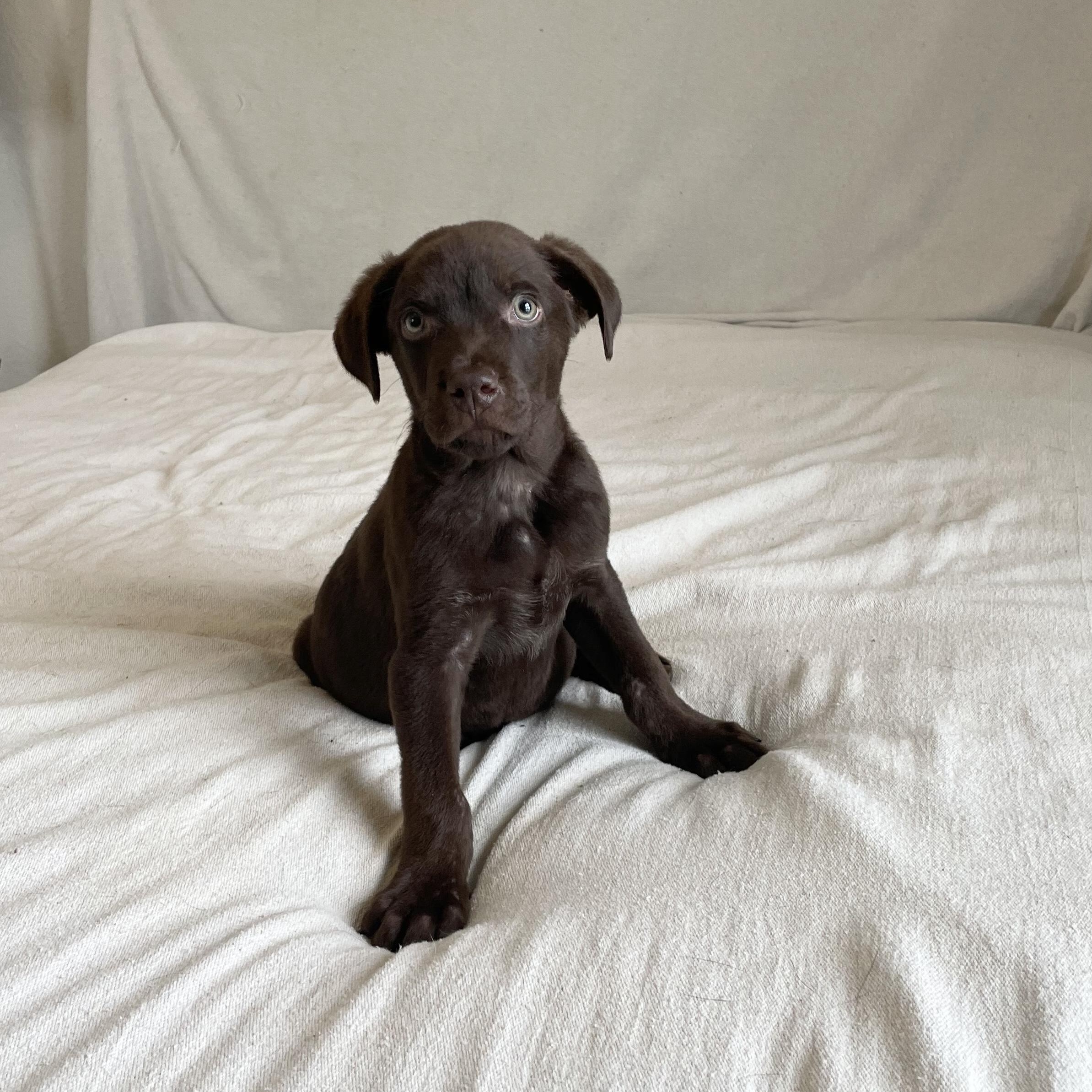 Enlarge Sweet Tate, a ADOPTABLE mixed breed in West Hartford , CT image 5/5