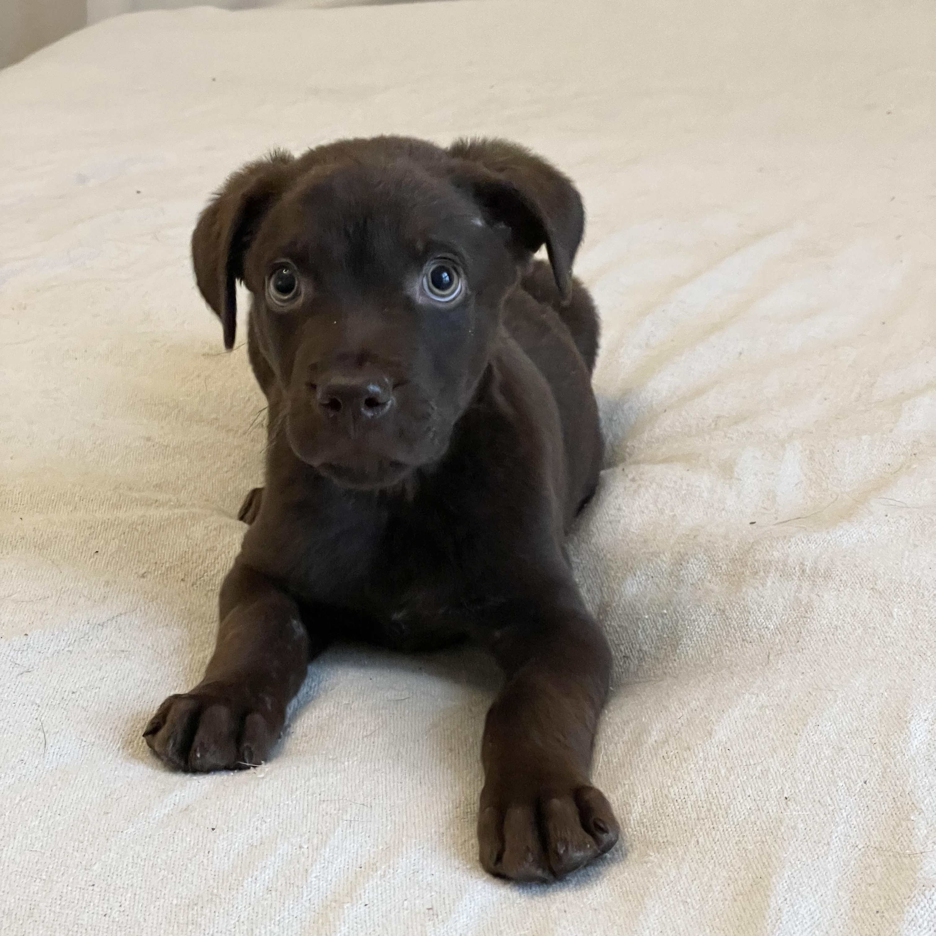 Sweet Tate, ADOPTABLE, Puppy Male Chocolate Labrador Retriever & Labrador Retriever.