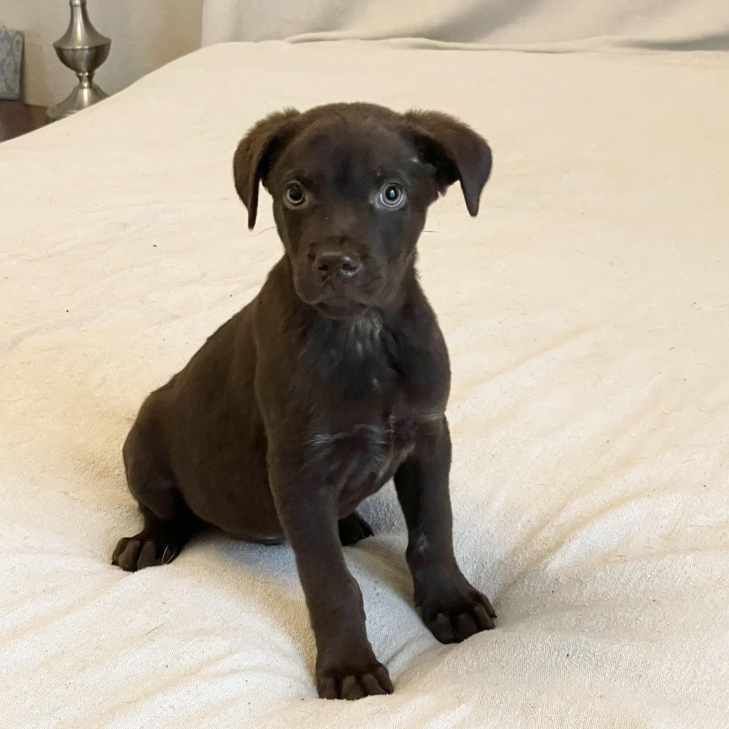 Enlarge Sweet Tate, a ADOPTABLE mixed breed in West Hartford , CT image 3/5