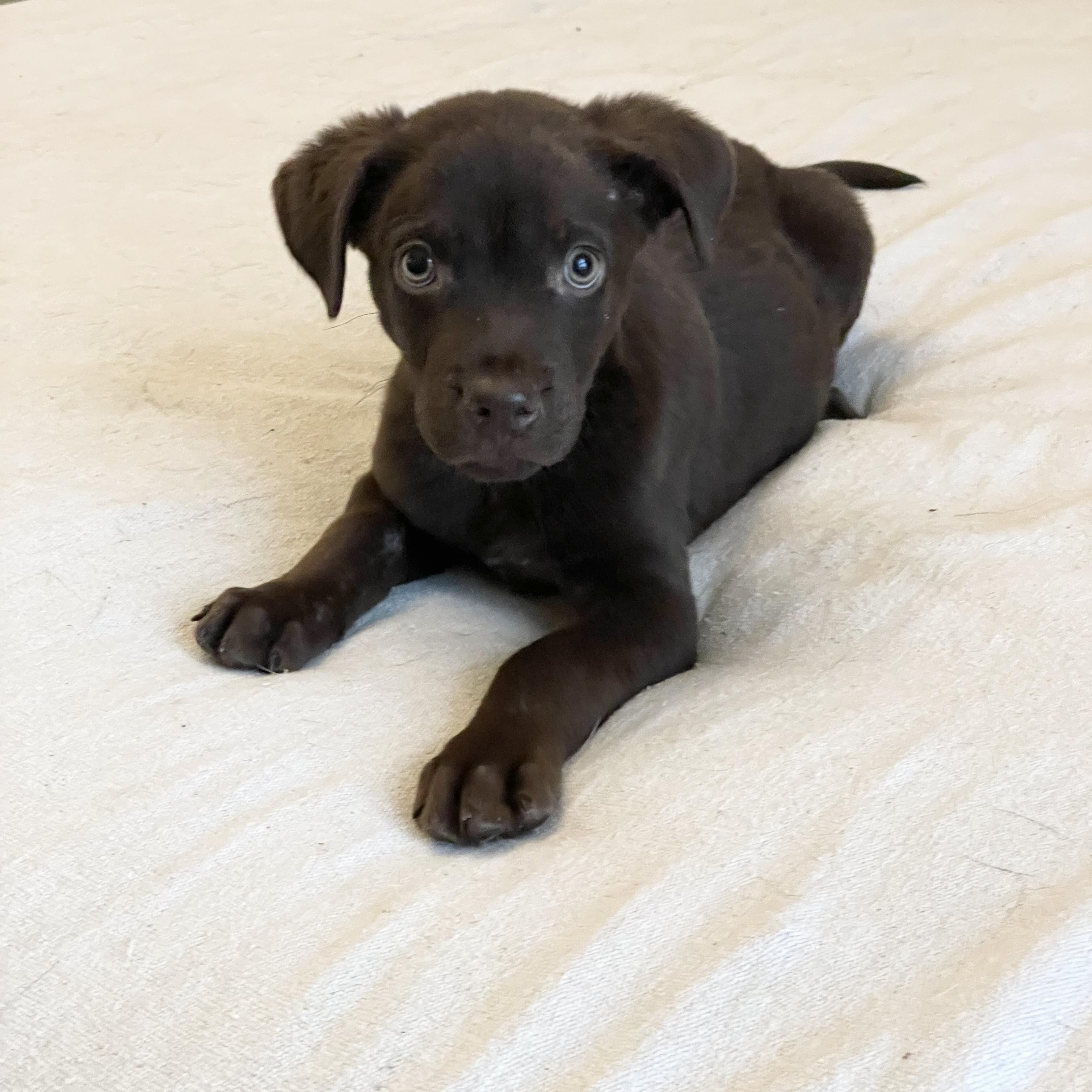 Enlarge Sweet Tate, a ADOPTABLE mixed breed in West Hartford , CT image 2/5