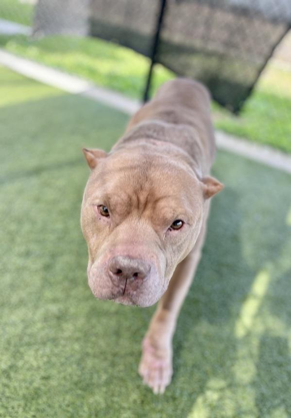 Squeaky, Adoptable, Adult Male American Bulldog.