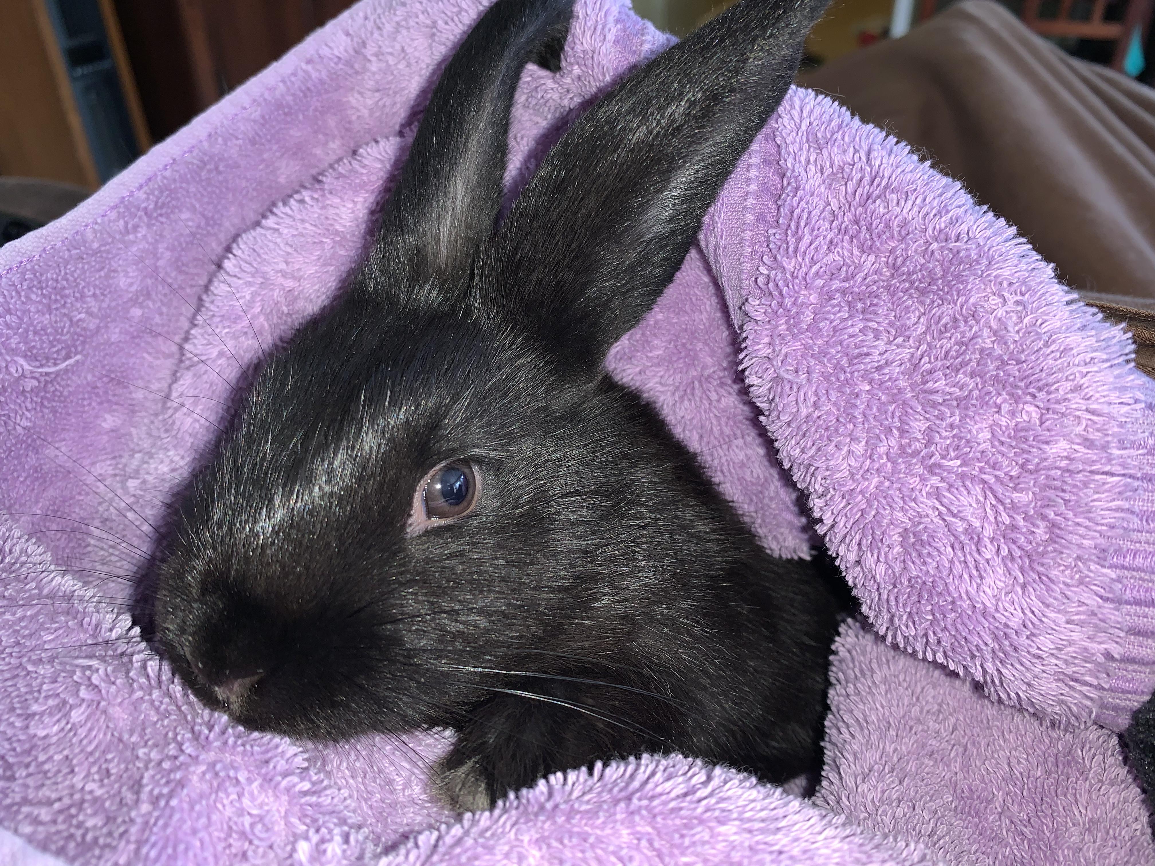 Enlarge Cole, a Adopted Havana in East Haven, CT image 2/2