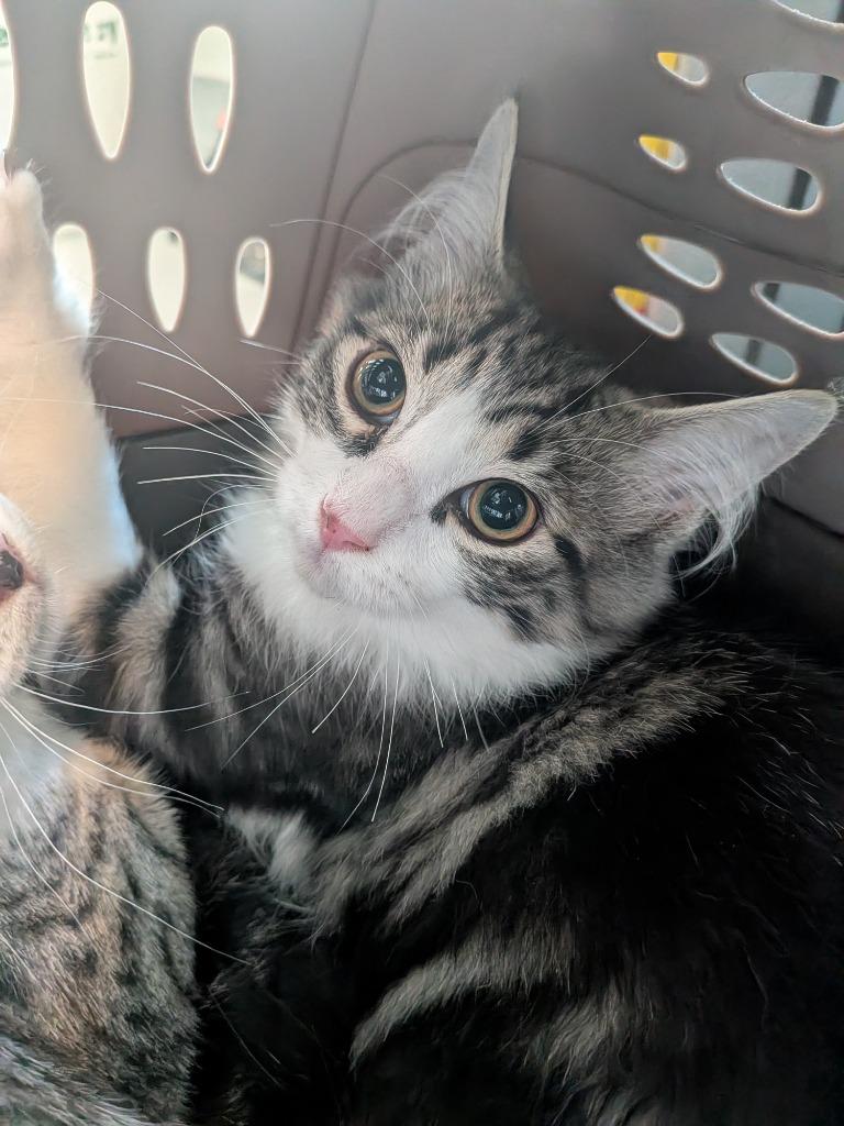 Logan, Adoptable, Kitten Male Domestic Medium Hair.