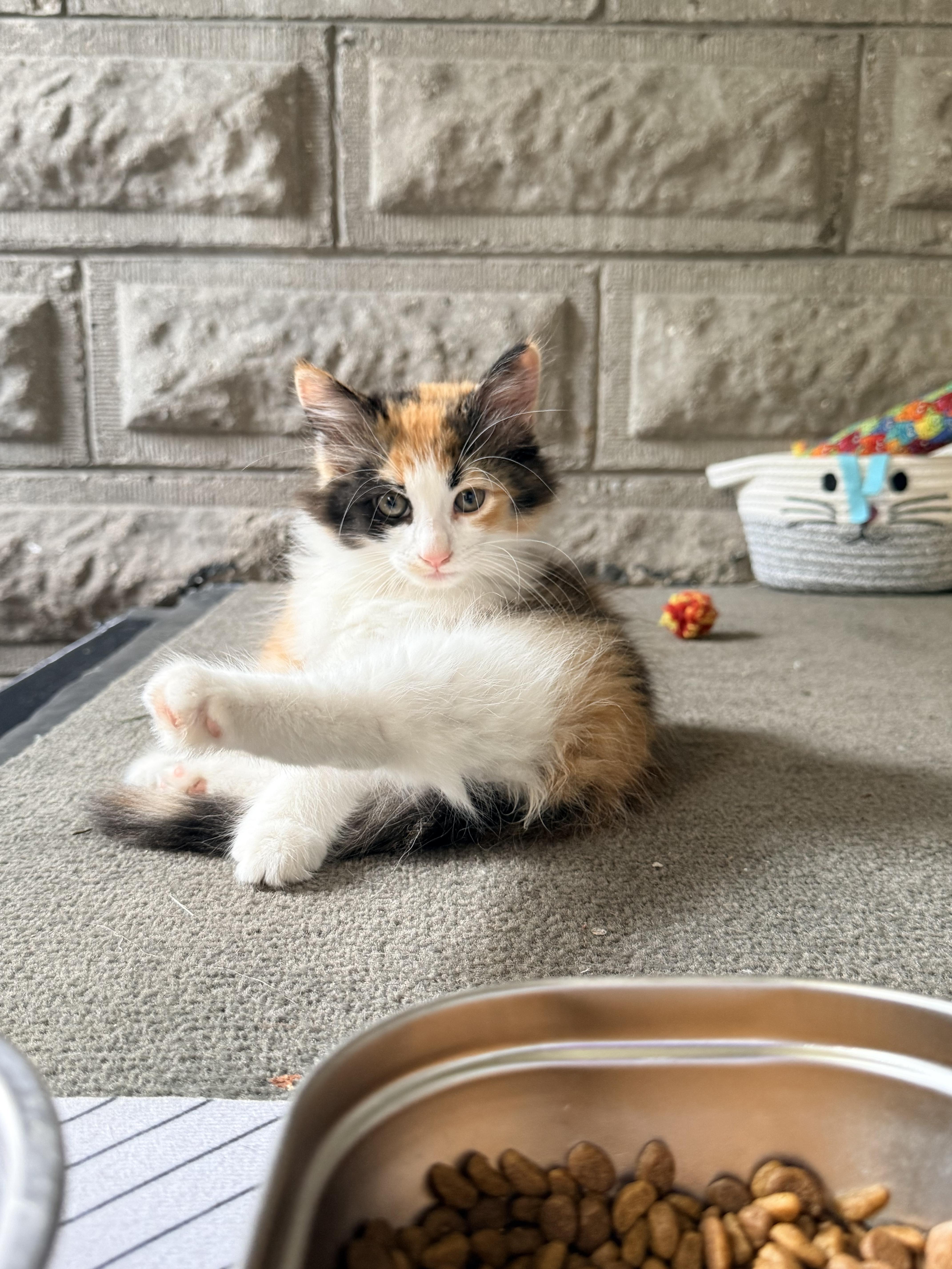 Enlarge Taco, a Adopted Domestic Long Hair in Zephyr, ON image 1/2