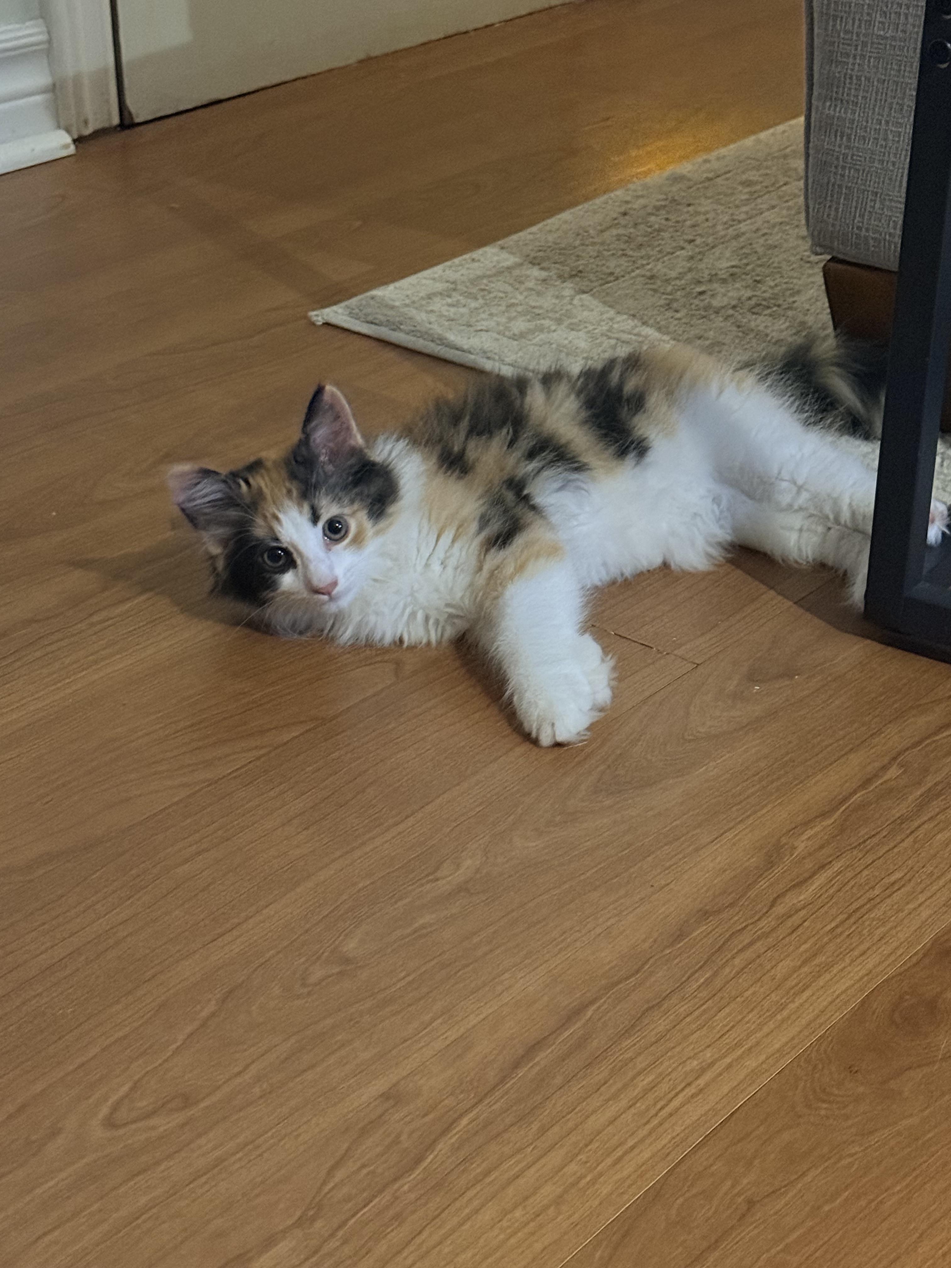 Enlarge Taco, a Adopted Domestic Long Hair in Zephyr, ON image 2/2