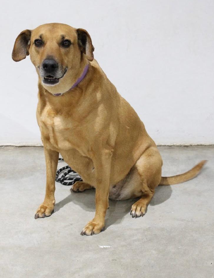 Rose, Adoptable, Adult Female Hound & Mixed Breed.