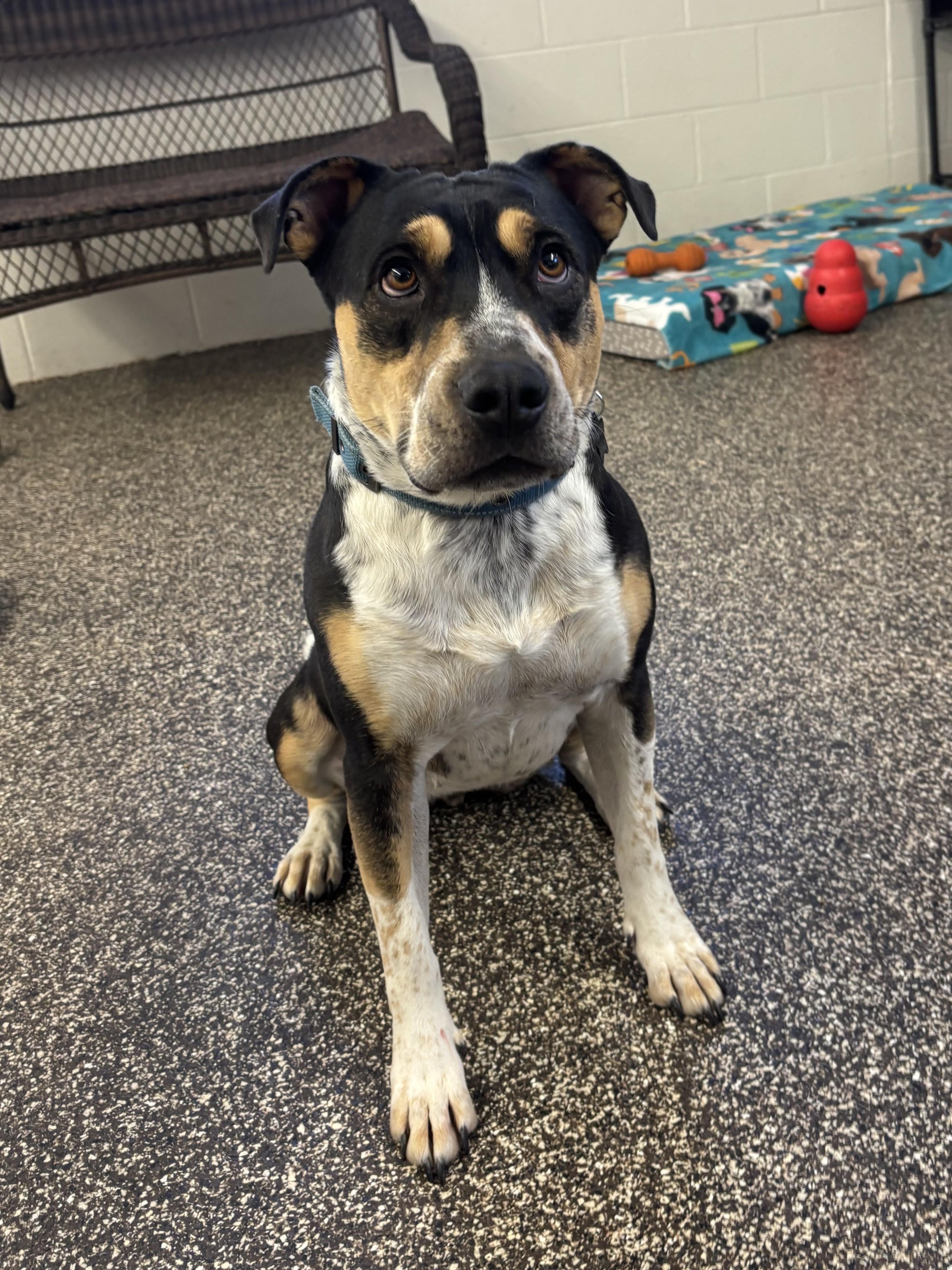 Mikasa, an adoptable mixed breed in Mesquite, NV image 3/3