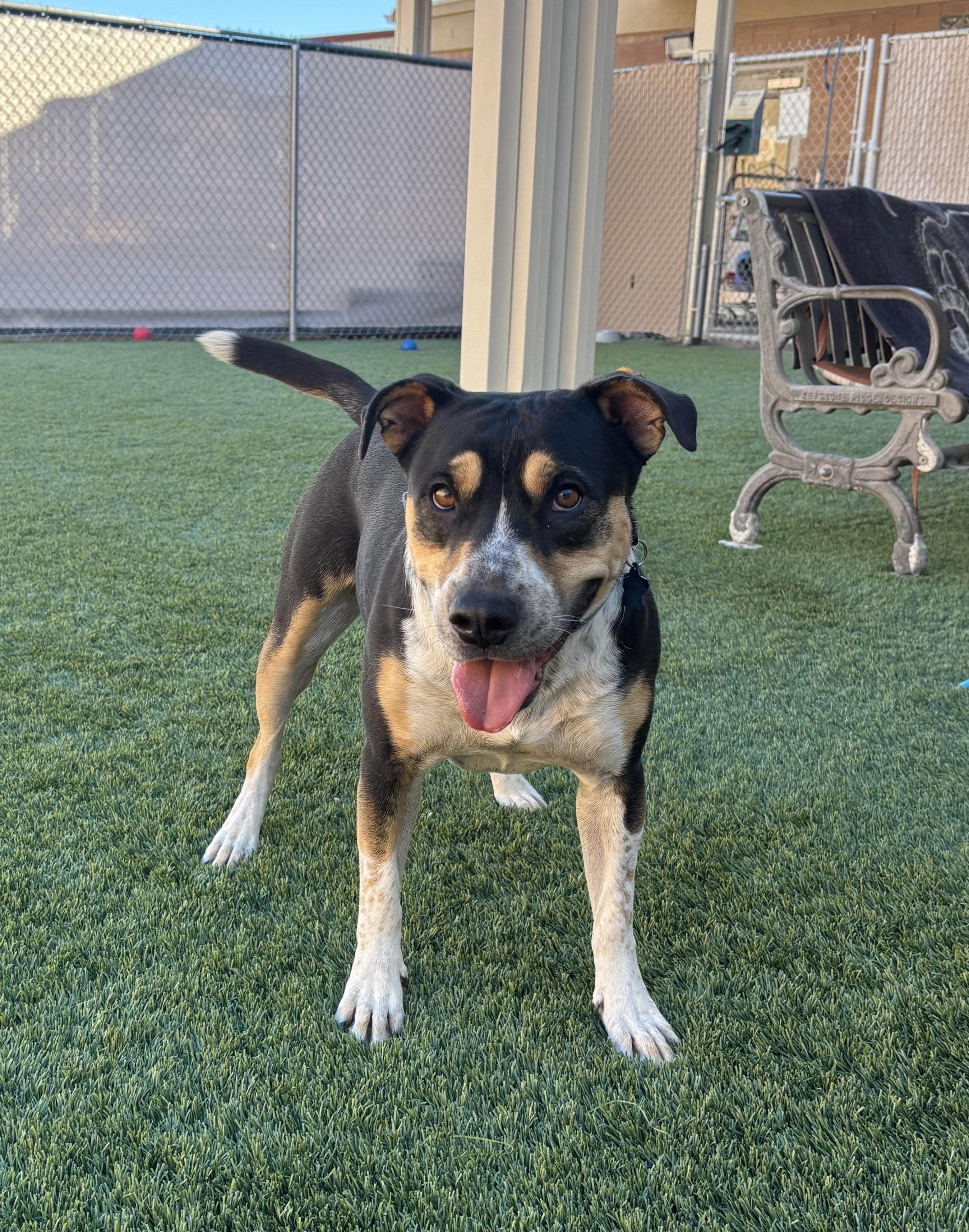 Mikasa, adoptable, Adult Female Australian Cattle Dog / Blue Heeler & Pit Bull Terrier.