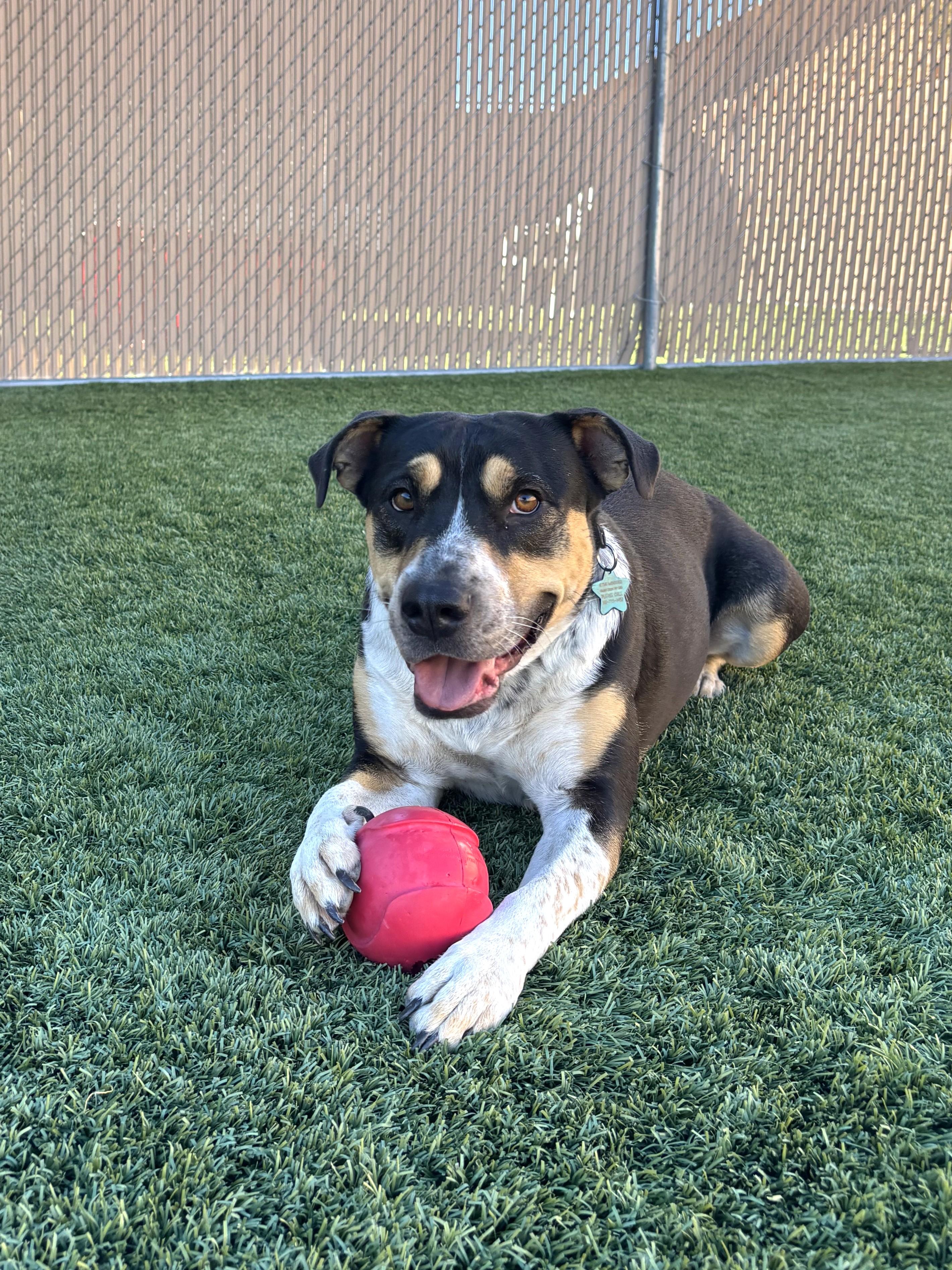 Mikasa, adoptable, Adult Female Australian Cattle Dog / Blue Heeler & Pit Bull Terrier.