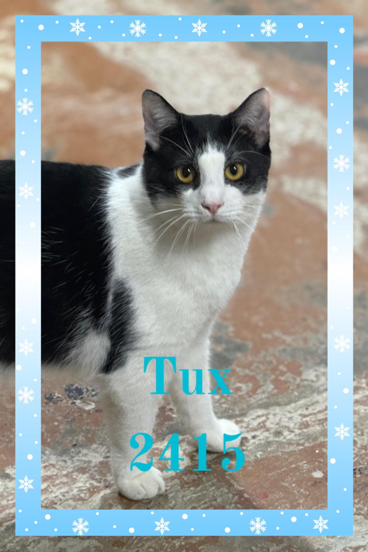 Tux, Adoptable, Adult Male Egyptian Mau.