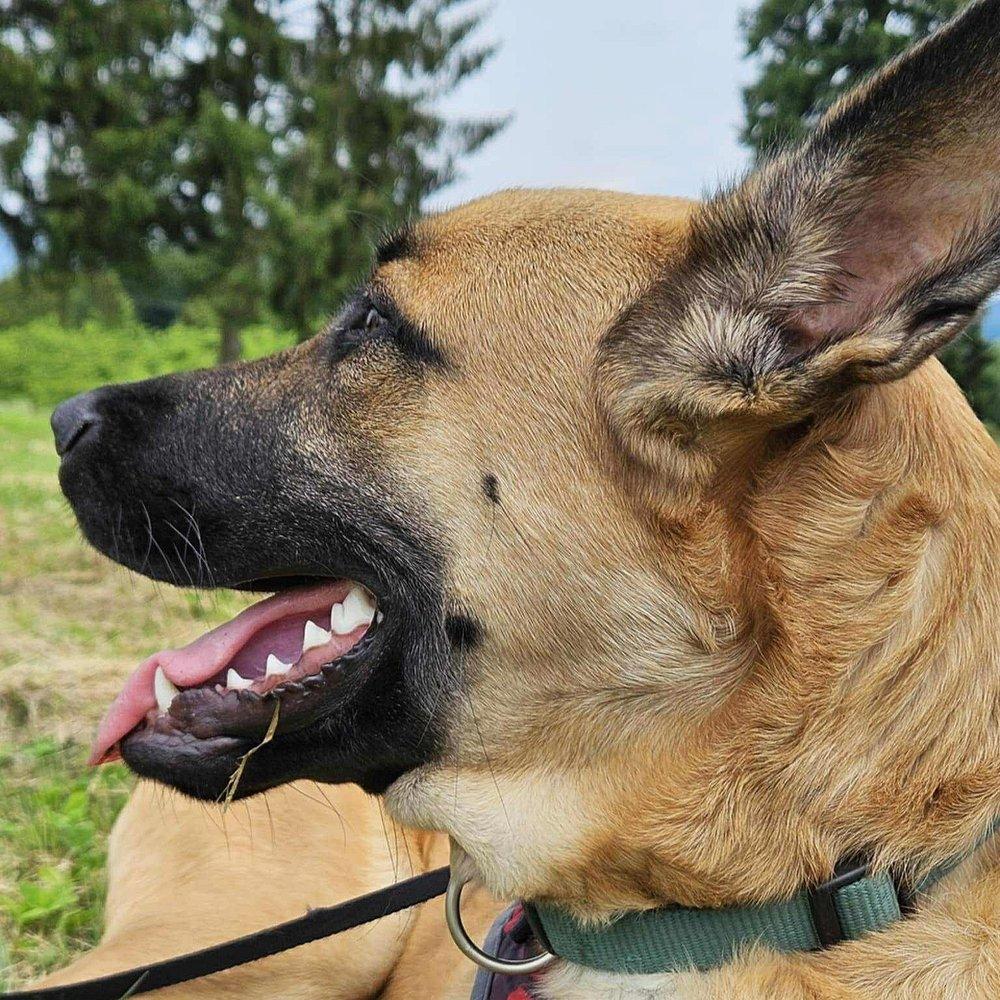 Bingo, an adoptable Shepherd in Abbotsford, BC, V3G 2L5 | Photo Image 4