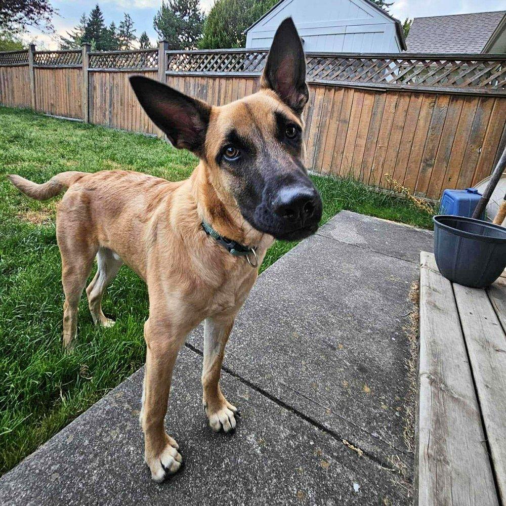 Bingo, an adoptable Shepherd in Abbotsford, BC, V3G 2L5 | Photo Image 1