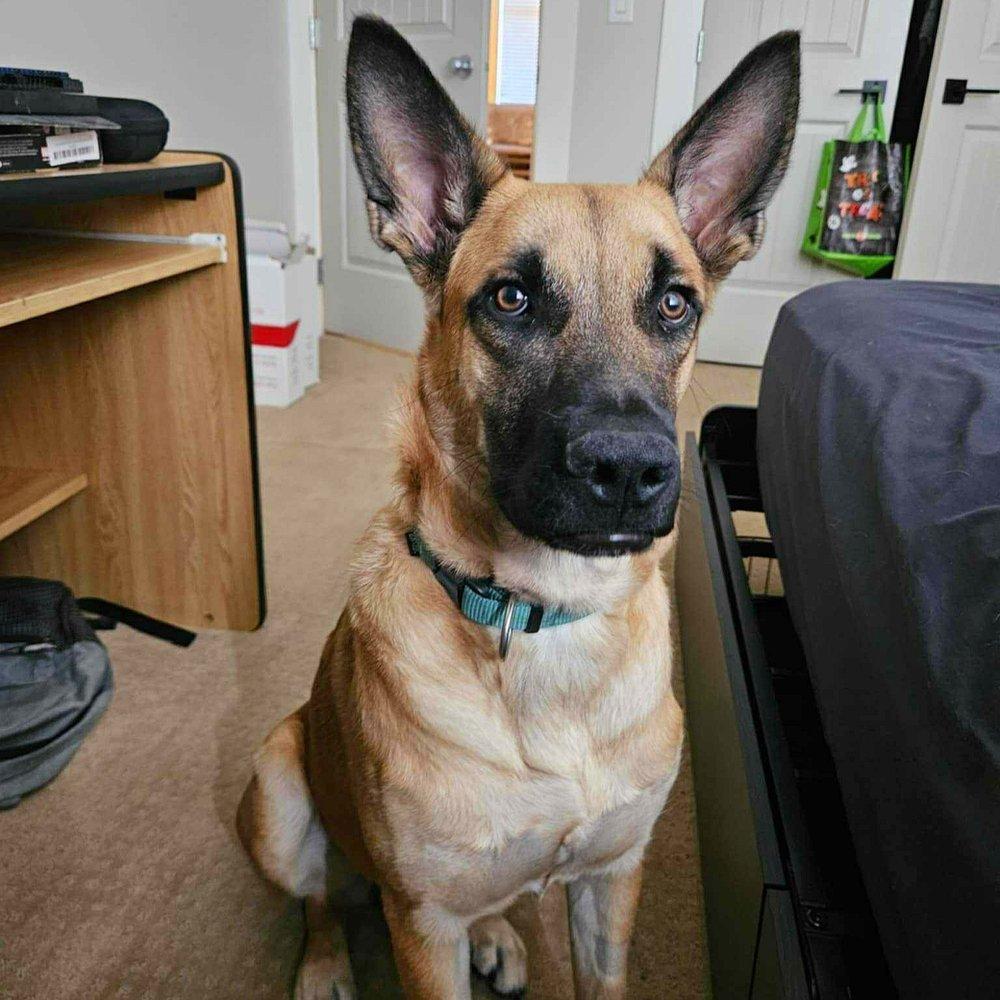 Bingo, an adoptable Shepherd in Abbotsford, BC, V3G 2L5 | Photo Image 2