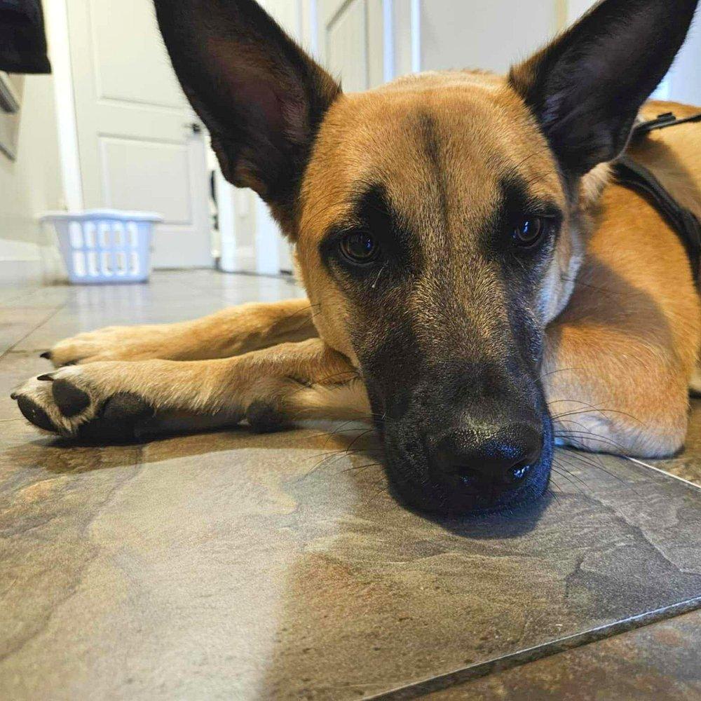 Bingo, an adoptable Shepherd in Abbotsford, BC, V3G 2L5 | Photo Image 3