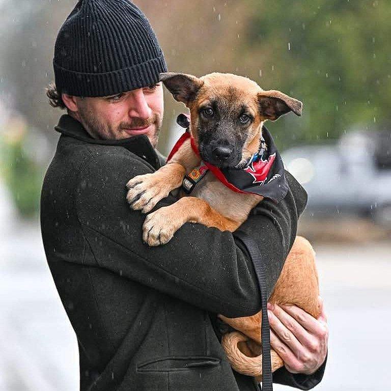 Bingo, an adoptable Shepherd in Abbotsford, BC, V3G 2L5 | Photo Image 5