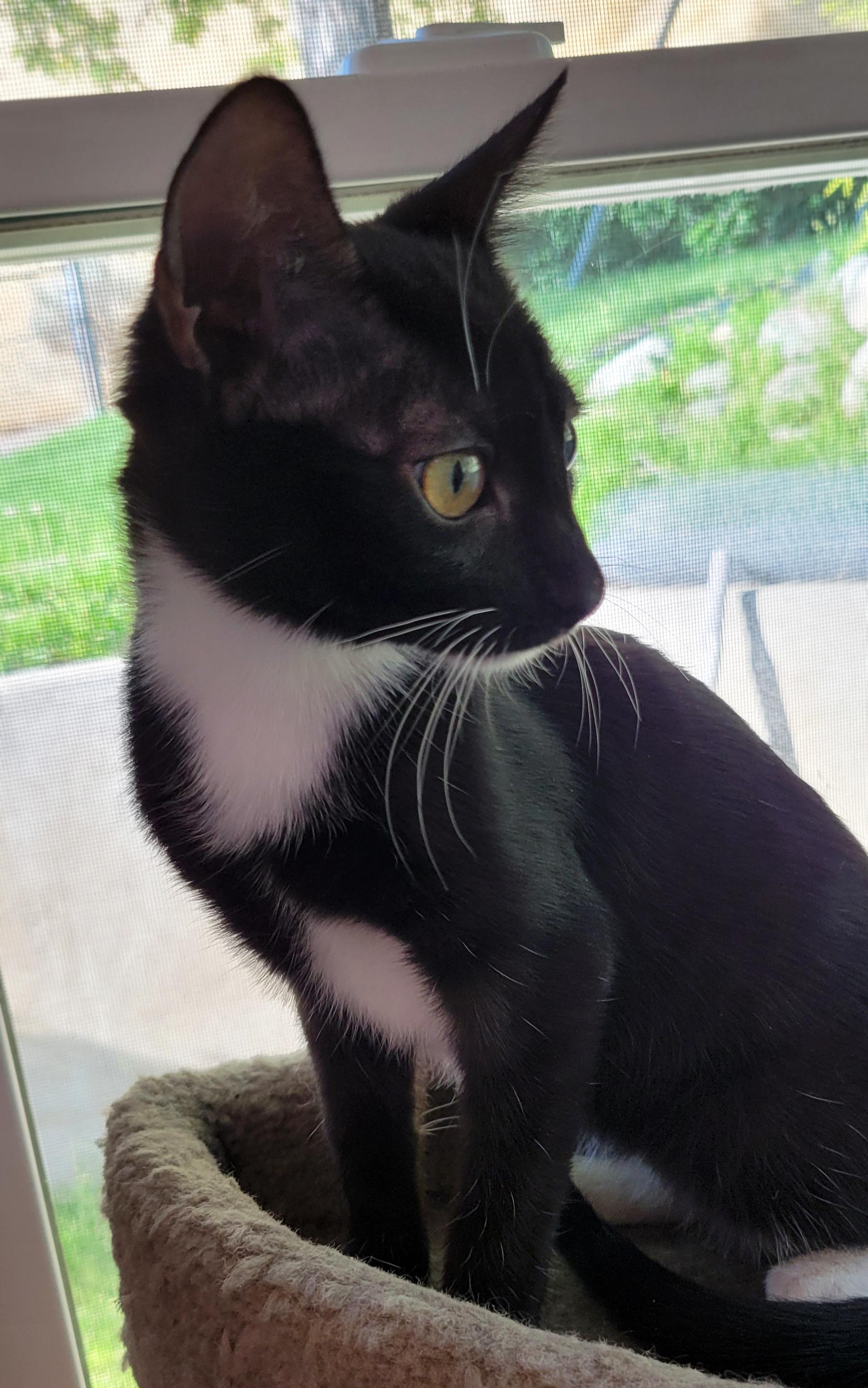 Enlarge Hopper (Bonded w/Santini), a Adoptable Domestic Short Hair in Centerville, UT image 2/2