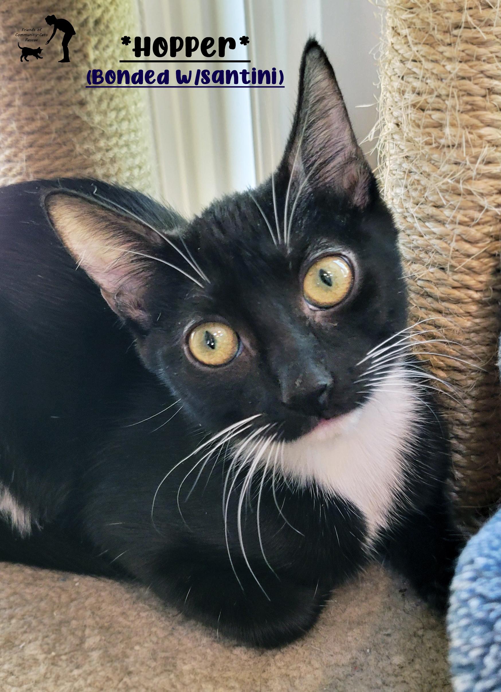 Hopper (Bonded w/Santini), Adoptable, Kitten Female Domestic Short Hair.