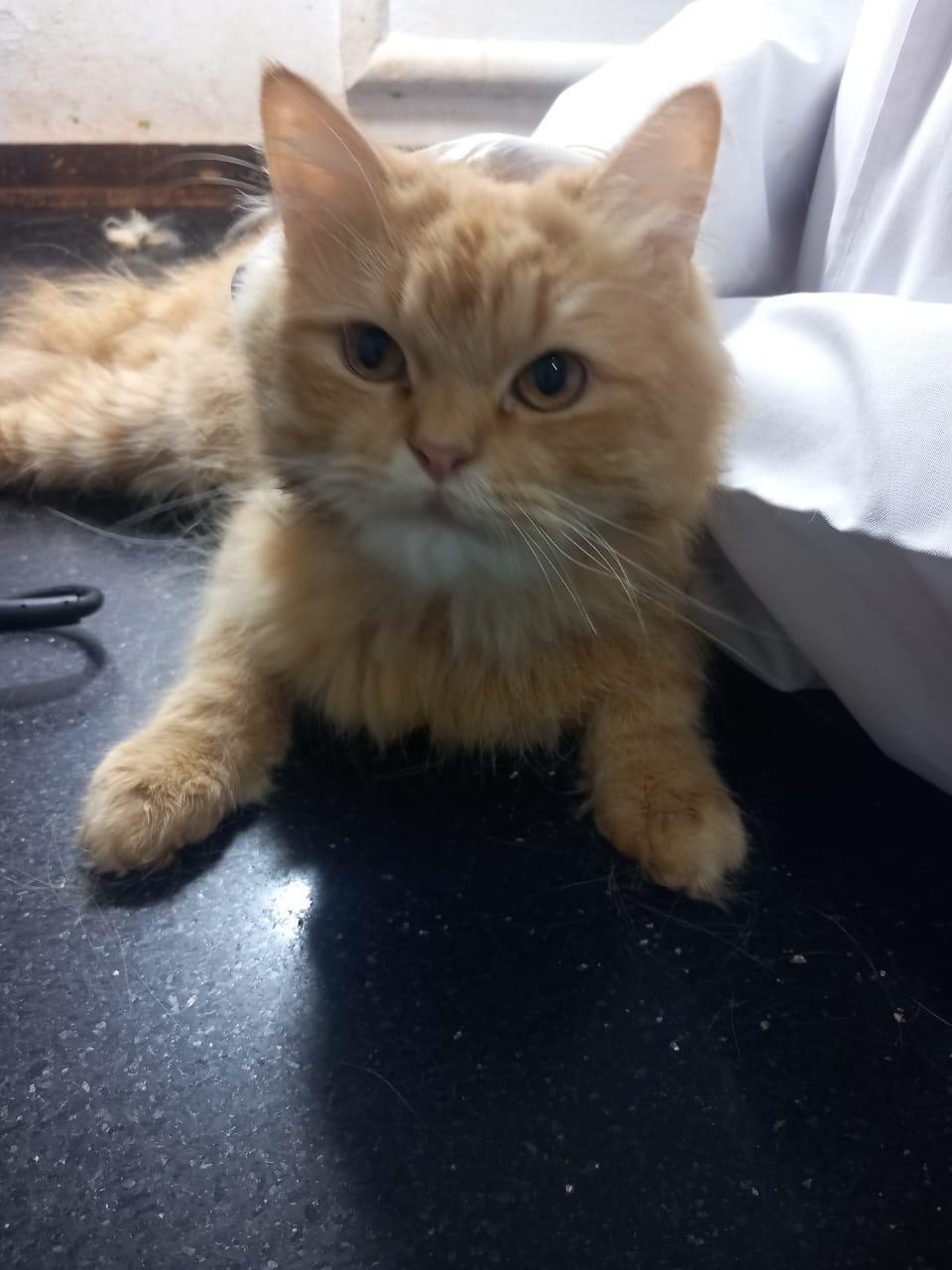 Garfield J