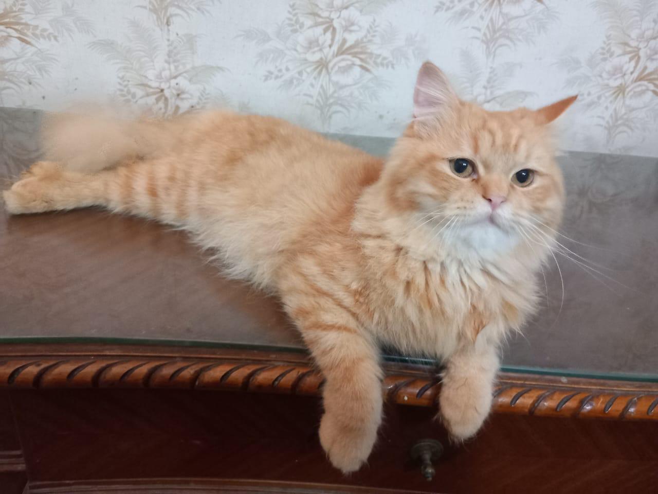 Garfield J