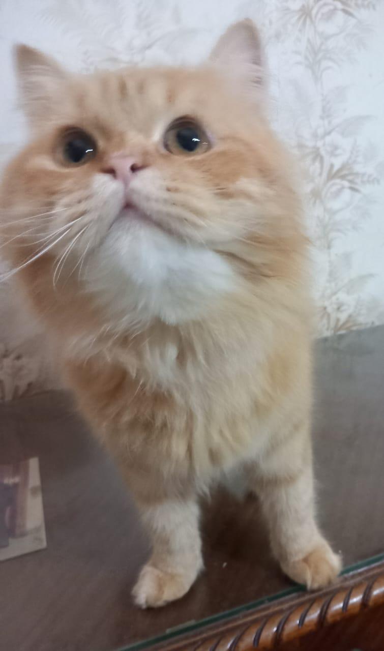 Garfield J