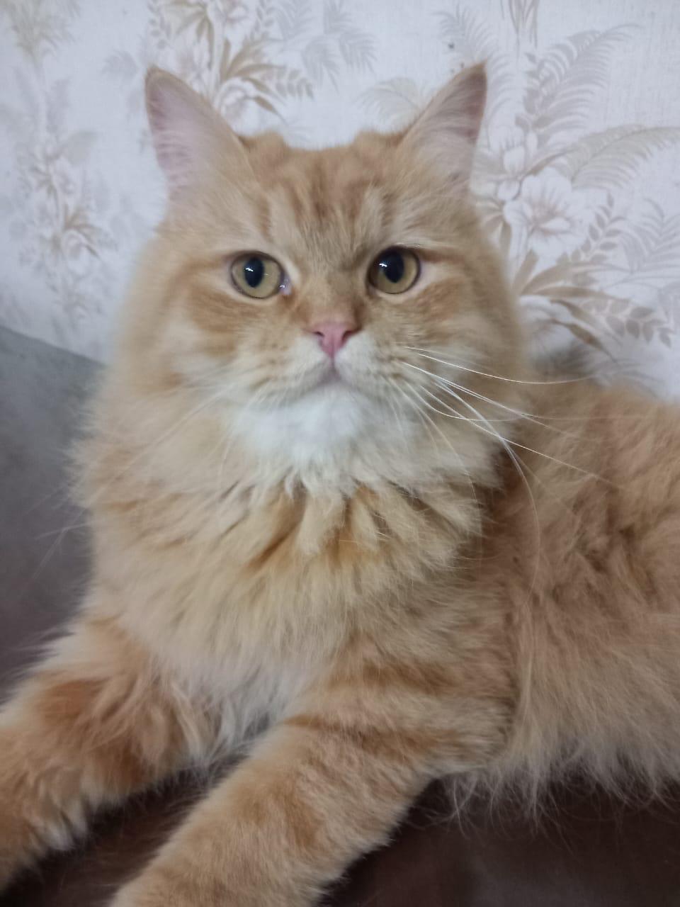Garfield J