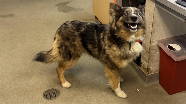 CODY, Adoptable, Young Male Australian Shepherd.