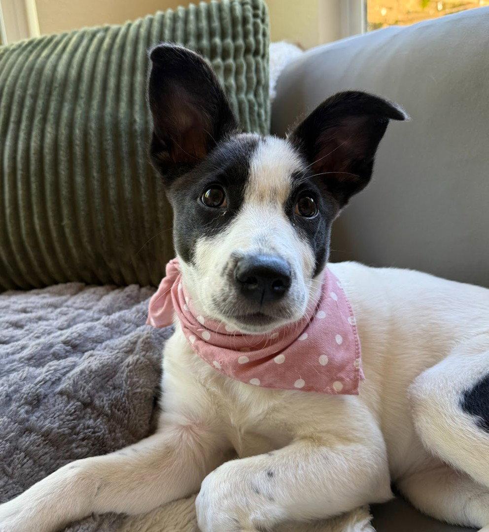 Mae, Adopted, Young Female Cattle Dog.