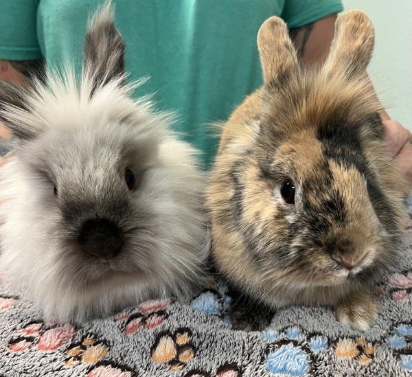 Betty, a Adoptable Lionhead in Sioux City, IA image 1/2