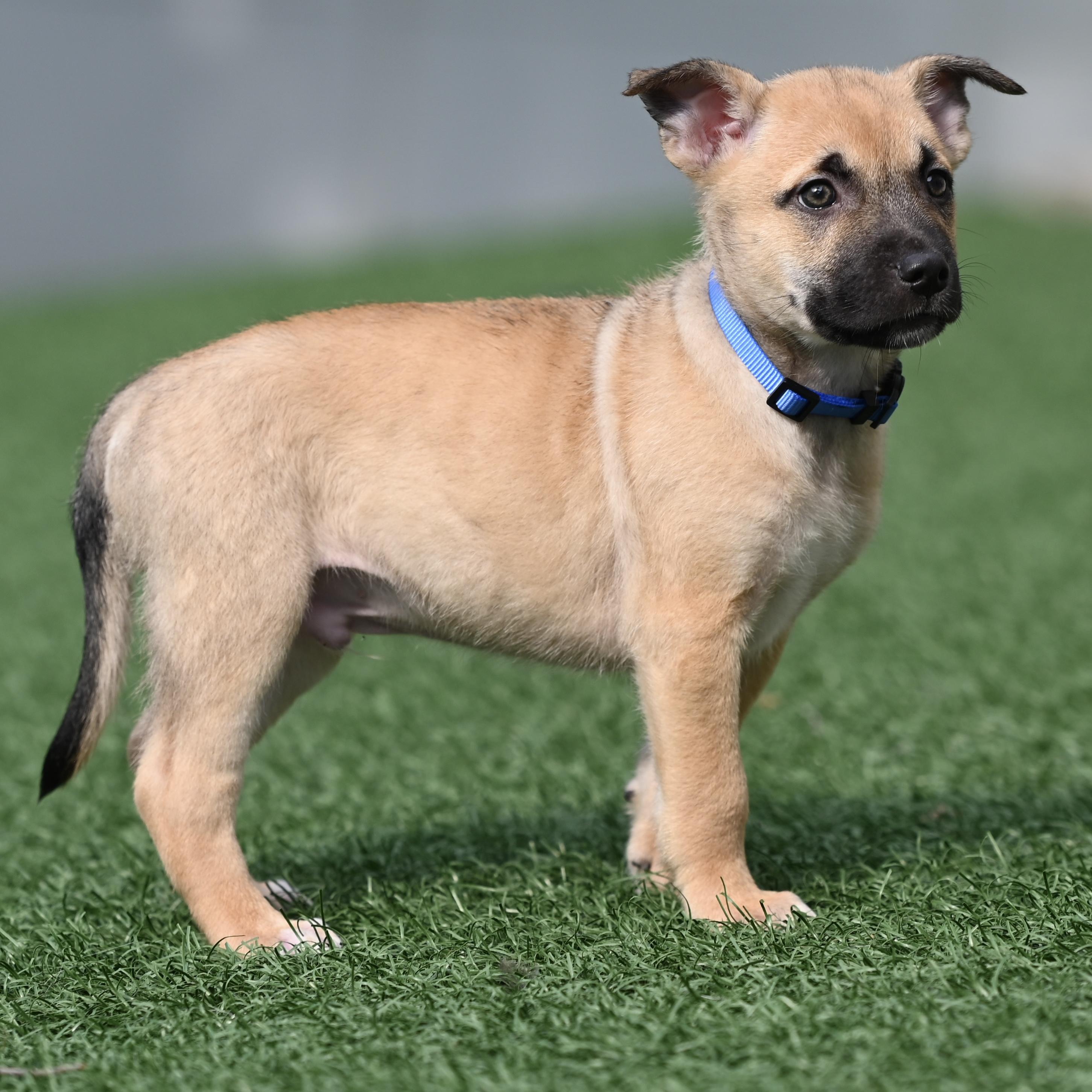 Enlarge Puprika, an adopted mixed breed in Libertyville, IL image 2/6