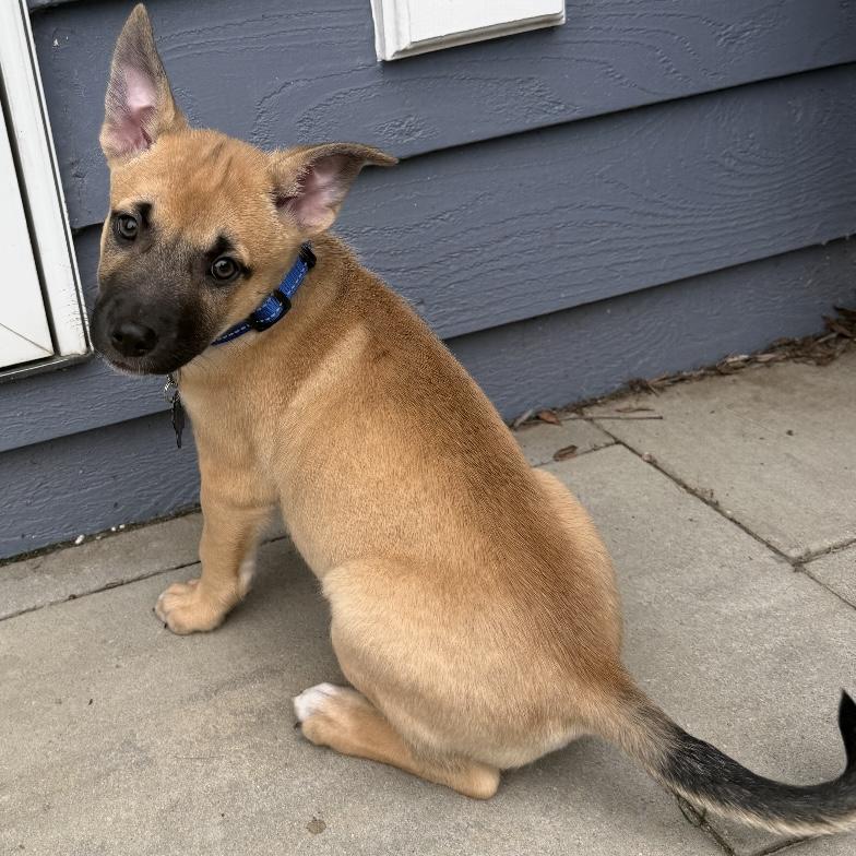 Enlarge Puprika, an adopted mixed breed in Libertyville, IL image 4/6