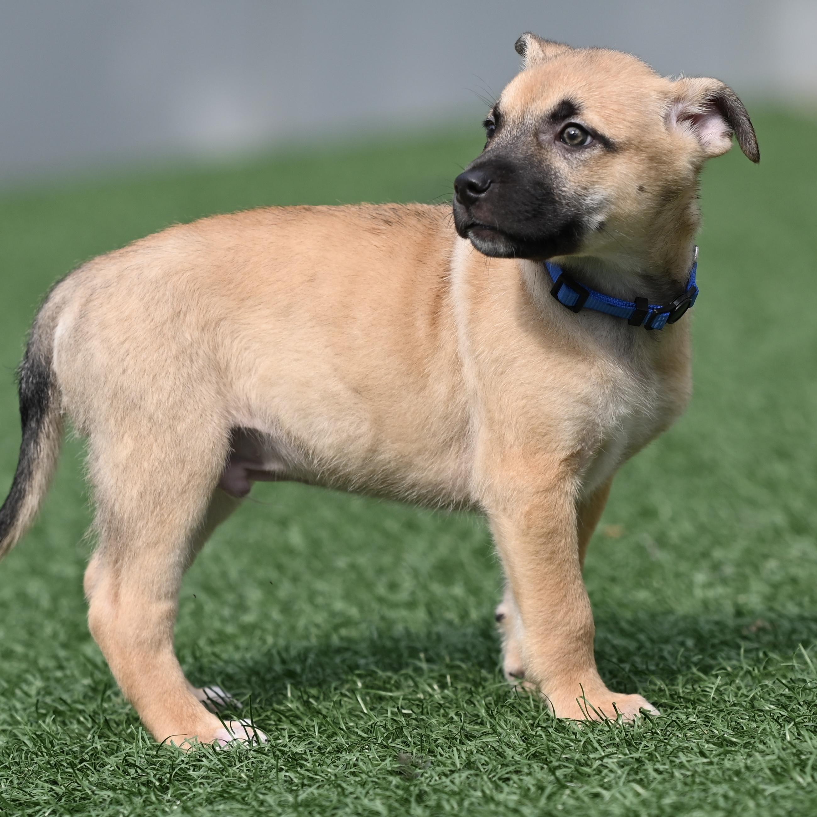 Enlarge Puprika, an adopted mixed breed in Libertyville, IL image 3/6